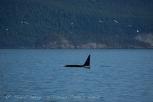 T49A1 male Transient Orca