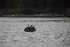 Black Oyster Catchers