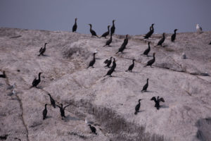 Cormorants of White Rock