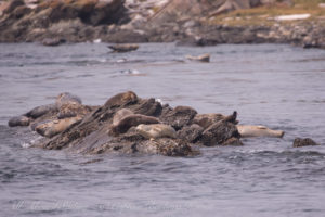 Harbor Seals