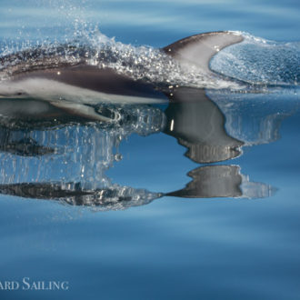 Bow riding Pacific white-sided dolphins and Southern Resident orcas.