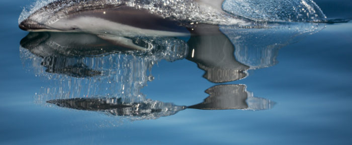 Bow riding Pacific white-sided dolphins and Southern Resident orcas.