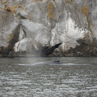 Humpback Whale “Scratchy” Turn Point Lighthouse