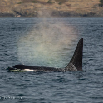 Rainbow in the blow of J27 Blackberry, Southern Resident Orca, San Juan Island