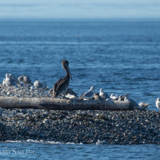 Smith Island with Brown Pelican