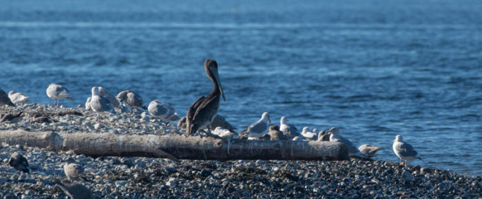 Smith Island with Brown Pelican