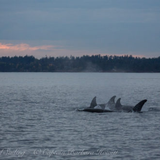 T65A Transient Orca family Upright Head to Griffin Bay