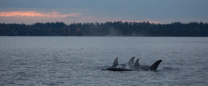 T65A Transient Orca family Upright Head to Griffin Bay T65A Transient Orca family Upright Head to Griffin Bay