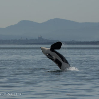 J pod at Iceberg Point