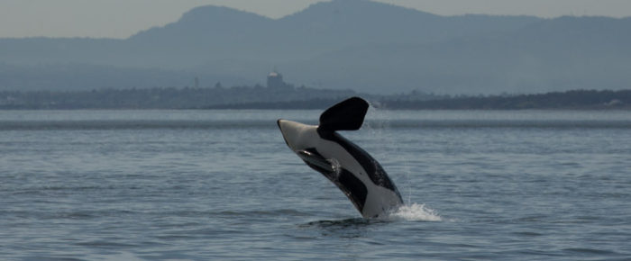 J pod at Iceberg Point J pod at Iceberg Point