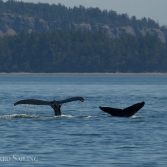 BCX1210 ‘Slate’ with a new calf at Java Rocks