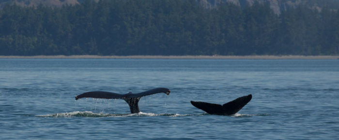 BCX1210 ‘Slate’ with a new calf at Java Rocks