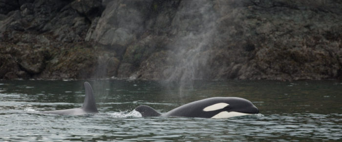 Guess who’s coming to dinner in Friday Harbor – The T65As