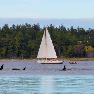 Transient Orca families T49A’s, T65B’s, T75B’s, T75C’s and T123’s in San Juan Channel