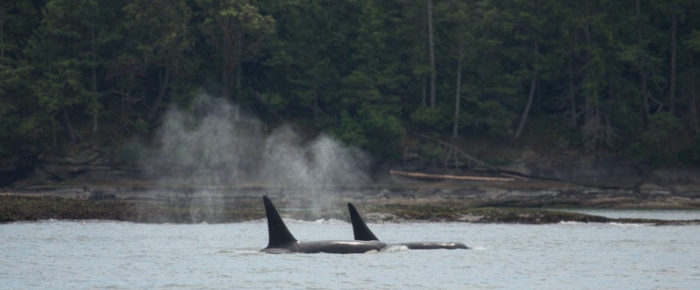 Sailing with Biggs Orcas T101’s at Tumbo Island