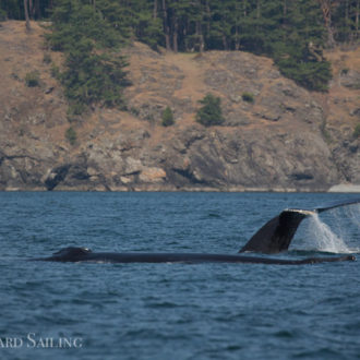 An incredible encounter with humpback whales BCY0160 Heather and BCY0458 Raptor