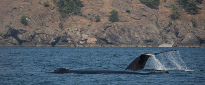 An incredible encounter with humpback whales BCY0160 Heather and BCY0458 Raptor