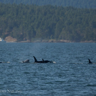 Sailing with Transient/Biggs orcas T46Bs near Salt Spring