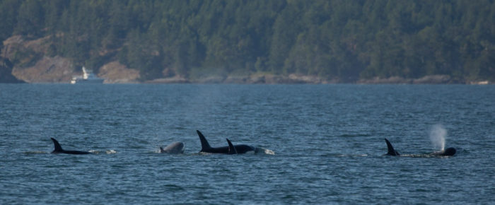 Sailing with Transient/Biggs orcas T46Bs near Salt Spring