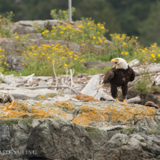 Bald Eagle Bonanza