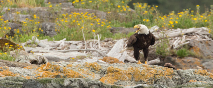 Bald Eagle Bonanza