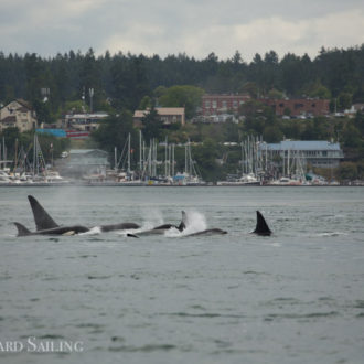 Sail around Lopez meeting the T65Bs and T137s, Transient Killer Whales / Biggs Orcas