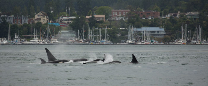 Sail around Lopez meeting the T65Bs and T137s, Transient Killer Whales / Biggs Orcas