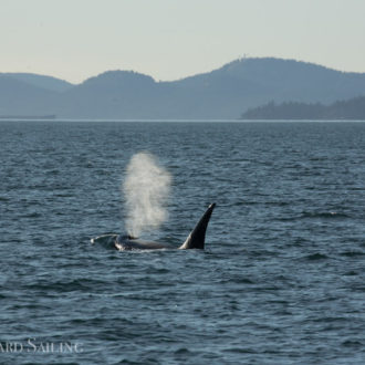 Circumnavigating Shaw and meeting Biggs orca T124C by Pt Disney