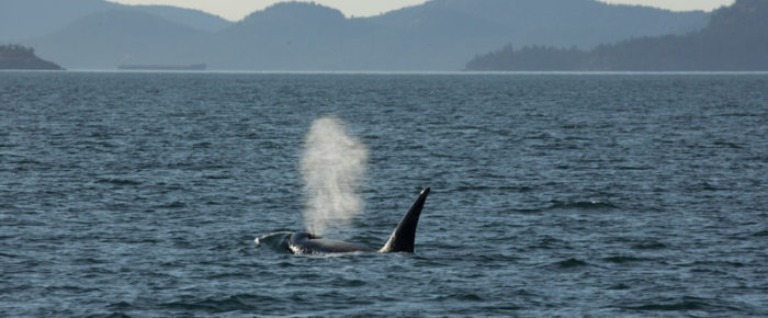 Circumnavigating Shaw and meeting Biggs orca T124C by Pt Disney