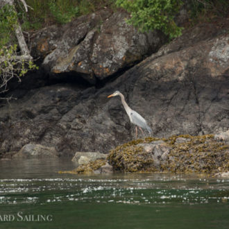 A beautiful morning sail from Orcas Island with whistling Pigeon Guillemots and a wealth of wildlife