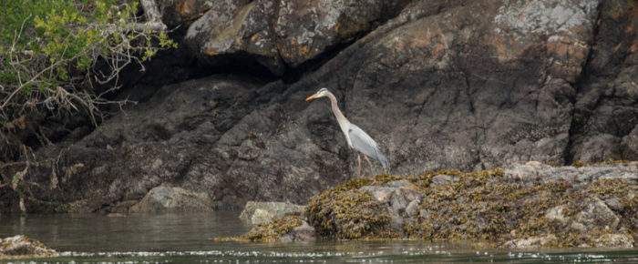 A beautiful morning sail from Orcas Island with whistling Pigeon Guillemots and a wealth of wildlife