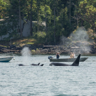 T123 Orca family visits Friday Harbor