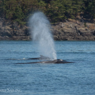 Sailing to Trial Island and Victoria Golf Club with T35s, T38s and T49As Biggs Killer Whales