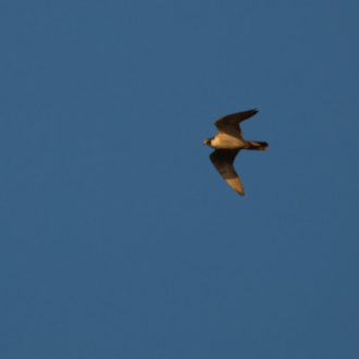 Peregrine Falcons on short sunset sail in the San Juan Islands