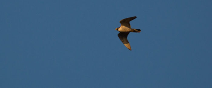 Peregrine Falcons on short sunset sail in the San Juan Islands Peregrine Falcons on short sunset sail in the San Juan Islands