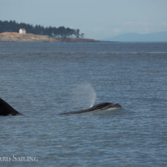 Sail to Patos Island with the T65As family of Orca whales