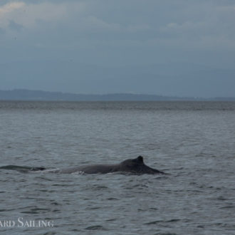 Sailing North in strong winds and meeting humpback whale