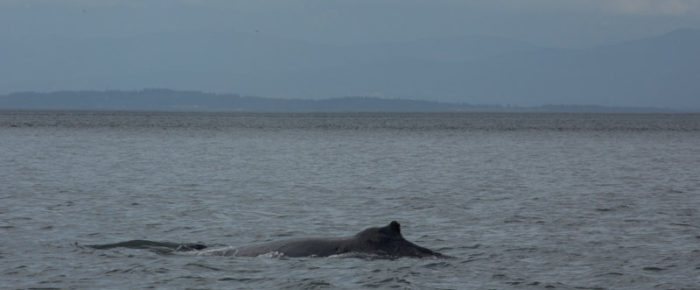 Sailing North in strong winds and meeting humpback whale