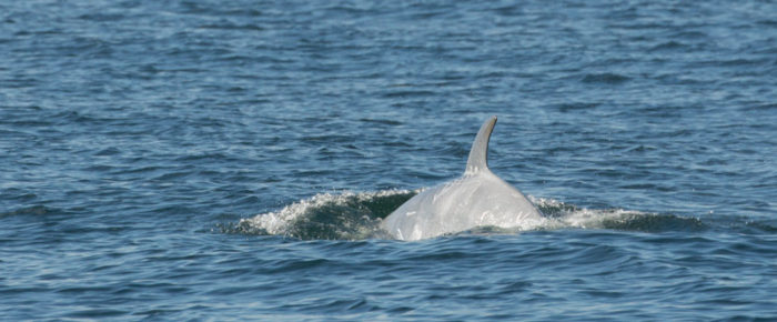 T party with the white whale, T46B1B