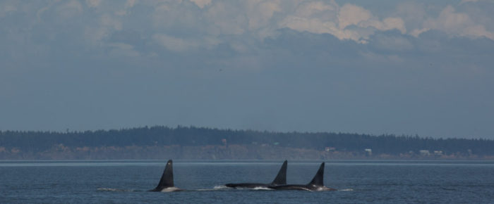 A mid day sail with Biggs/Transient orcas T101’s