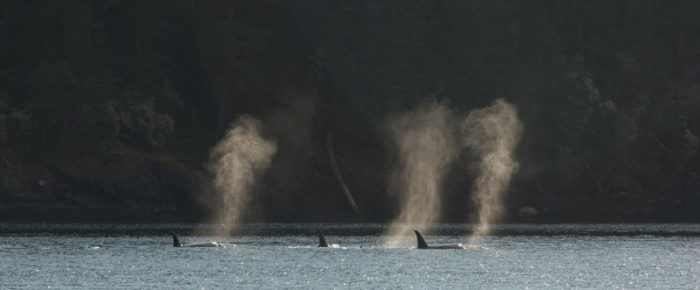Evening sail with Biggs/Transient orcas  T124A’s with T86A1