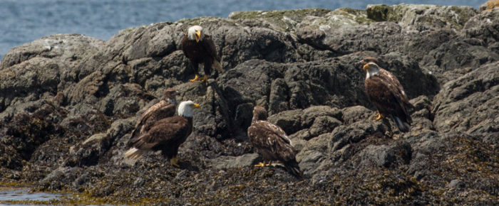 Sailing with so much wildlife including Transient orcas T36A’s, T65B’s and T77A Sailing with so much wildlife including Transient orcas T36A’s, T65B’s and T77A