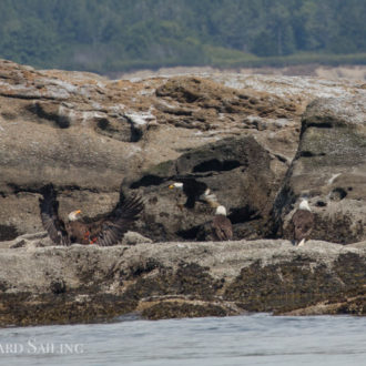 Bald eagle extravaganza