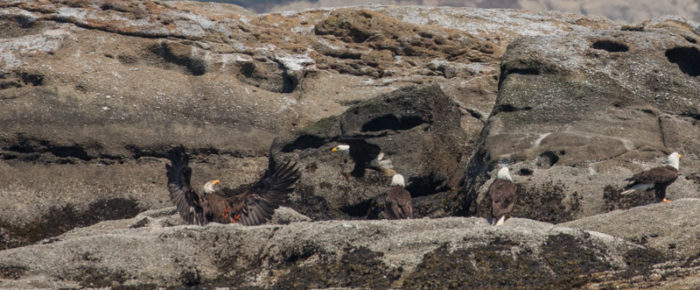 Bald eagle extravaganza