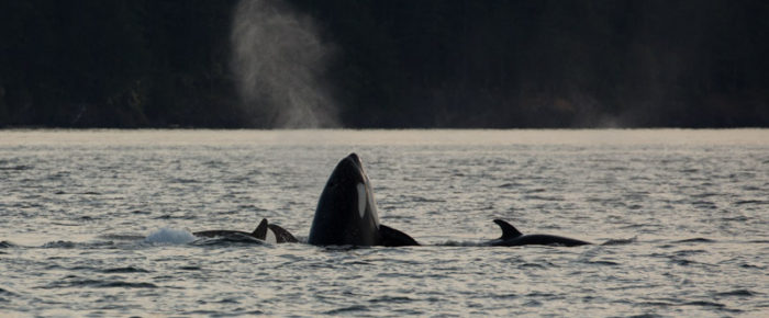 An epic t-party with a record setting ~46 Biggs/transient orcas in the Salish Sea today
