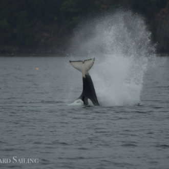 Watching whales in the rain – Orcas T65B’s with T65A2