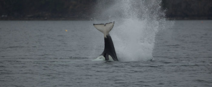 Watching whales in the rain – Orcas T65B’s with T65A2