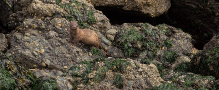 What’s that? A mink! Plus another sail with the T65B’s and T65A2 What’s that? A mink! Plus another sail with the T65B’s and T65A2