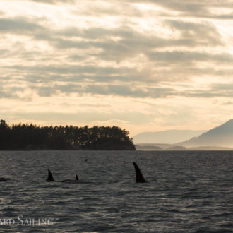 July 3, 2019 – Short sunset sail with transient orcas T65B’s with T65A2
