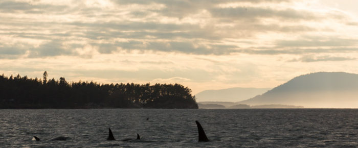 July 3, 2019 – Short sunset sail with transient orcas T65B’s with T65A2